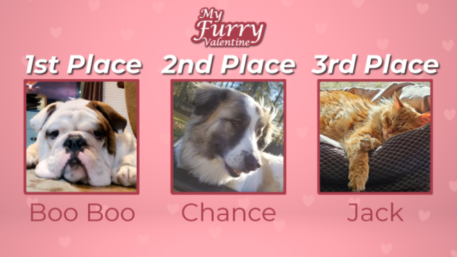 More than 6,000 votes were cast in the My Furry Valentine Contest. Boo Boo one the bracket-style contest. -- Photo graphic created by Dylan Guillory / Delta Media Corp.